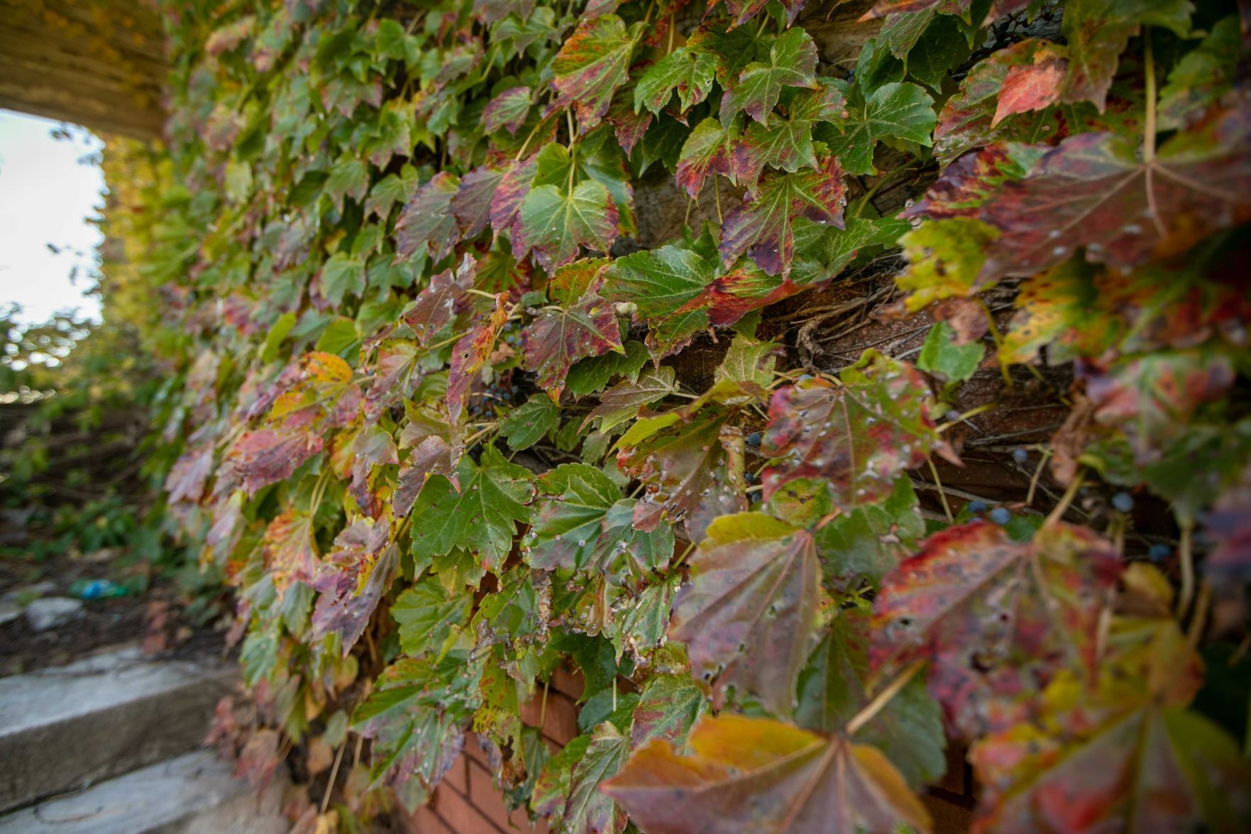 Fall colors in St. Louis